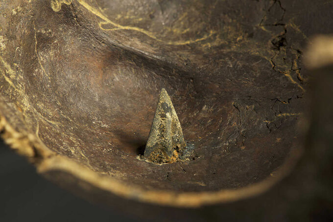 Czaszka przebita grotem, znaleziona na miejscu bitwy nad Tollense