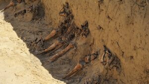 Ślady grobów znalezione przy budowie drogi S17. To szczątki powstańców?